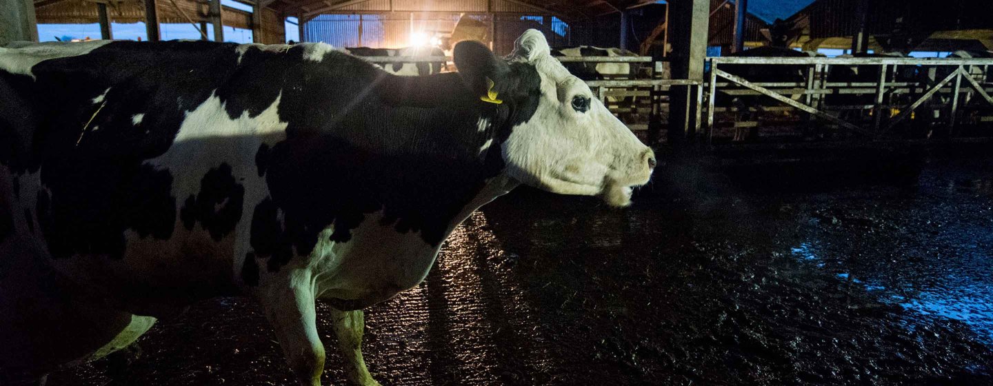 Cow